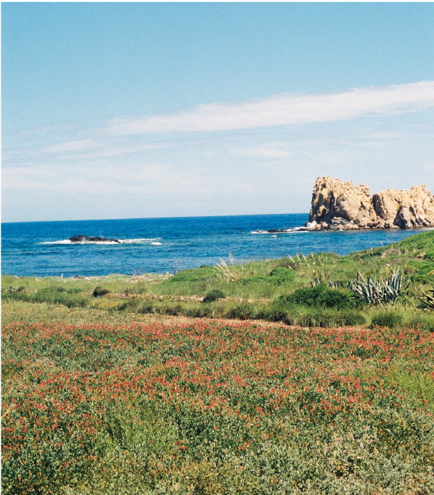EL CAMINO